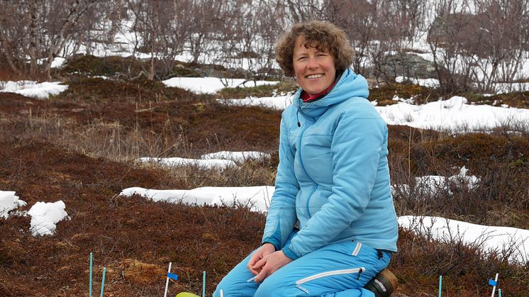 Ellen Dorrepaal forskar om klimatförändringarnas effekter i Abisko. Foto: Kaj Lynöe