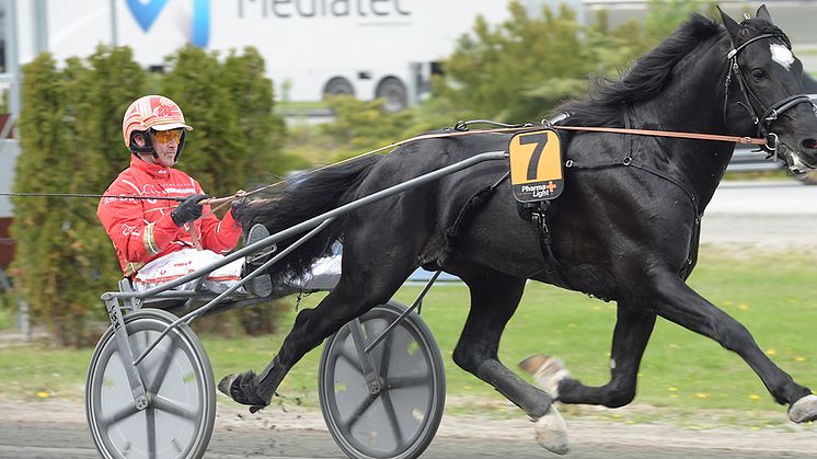 Ingbest kommer att starta i Speedrace för kallblod. Foto: TR Bild