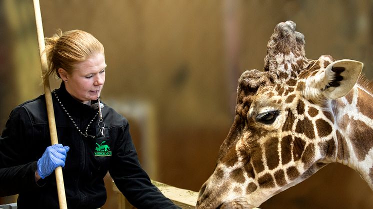 Giraffen Garp på Kolmården tränas inför blodprovstagning