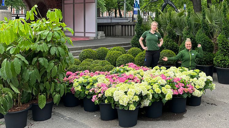 Stolta medarbetare från Blomsterlandet skapar medelhavskänsla med hjälp av växter på årets upplaga av Longines Global Champions Tour i Stockholm.