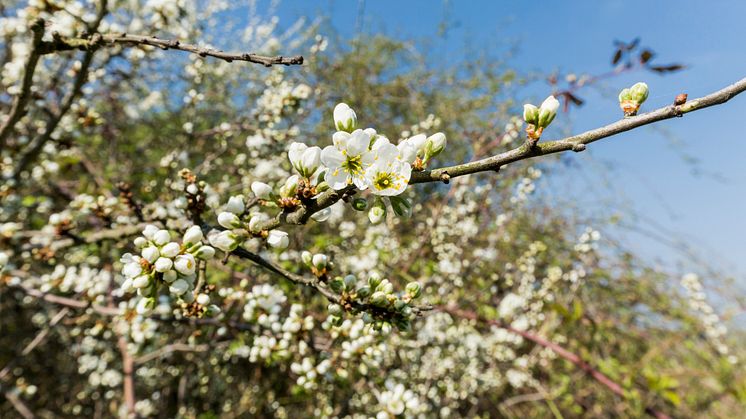 Rücksicht kommt an zu Ostern 2020 in Brandenburg. Foto: TMB-Fotoarchiv/Steffen Lehmann.