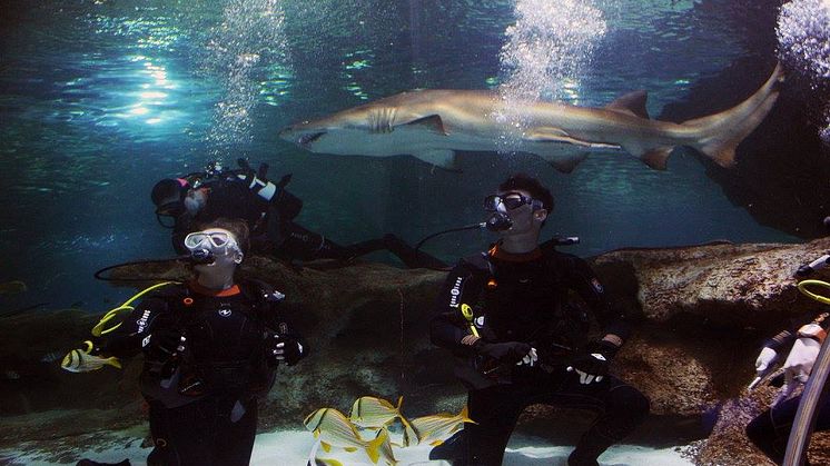 Dale in the shark tank for one of the challenges
