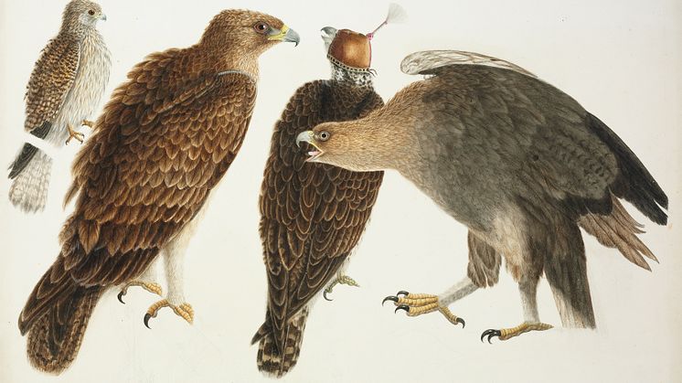 Rovfugle. Akvarel. Ca. 1820 