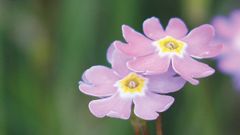 Norrbottens första landskapsflora är klar