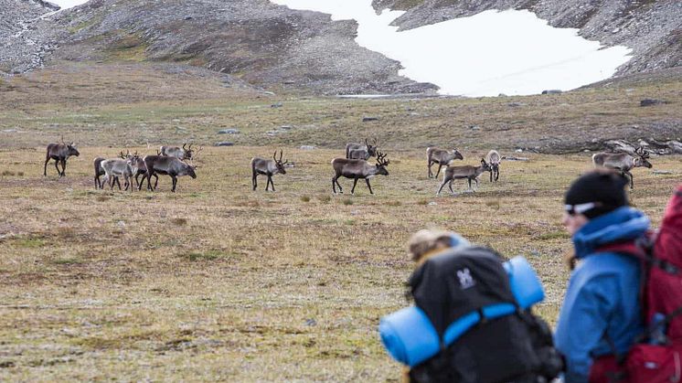 Konferensvandring och toppbestigning - Kebnekaise