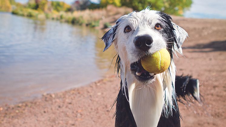 Badespass mit Hund: Spielen im Wasser macht richtig Spass. Jedoch sollte bei Hitze die Intensität von Aktivitäten wie Spielen oder Training gesenkt werden, um eine Überanstrengung zu verhindern.