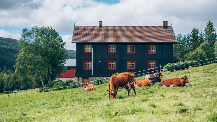 TINE legger milliarder på bordet - krever at regjeringen gjør det samme