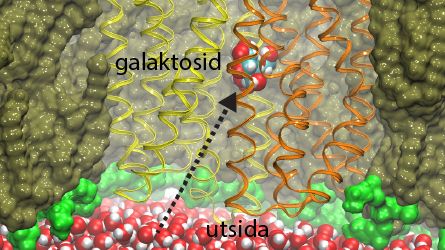 Cellmembrantransport. Illustration: Magnus Andersson