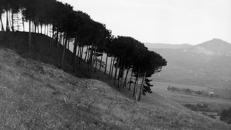 Trädgrupp i Toscana, 1903. Foto: Prins Eugen