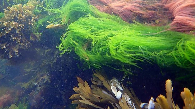 Den vackra grönalgen Ulva intestinalis (tarmalg) växer helst precis under ytan där det finns mest solljus. Den klarar även av de höga temperaturer som blir i hällkar, och hittas längs stora delar av den svenska kusten. Foto Ellen Schagerström.