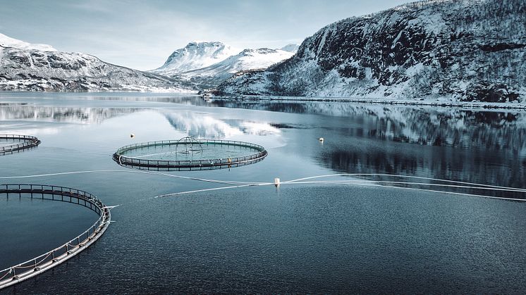 Koordinerte sertifiseringsprosesser innen havbruk lønner seg. (Foto: iStock/franckreporter)