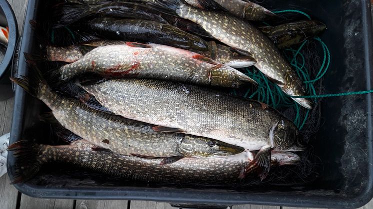 Freshwater fish catch in Pasvik (Photo: Trude Borch, Akvaplan-niva)