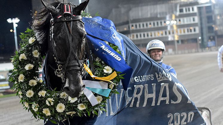 Very Kronos röstades fram till Årets äldre häst på Solvalla. Foto: TR Bild