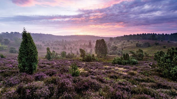 Lüneburger Heide: Totengrund © Lüneburger Heide GmbH / Markus Tiemann