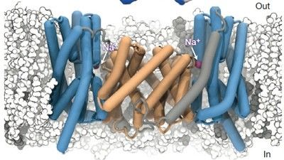 Kraftsamling för ny kunskap om membranbundna proteiner
