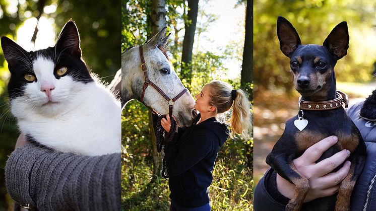 Sveland Djurförsäkringar, Svedea, Dina Försäkringar och Dunstan Häst- & Gårdsförsäkring kommer nu börja informera sina kunder om Vetpris. foto: Sveland Djurförsäkringar 