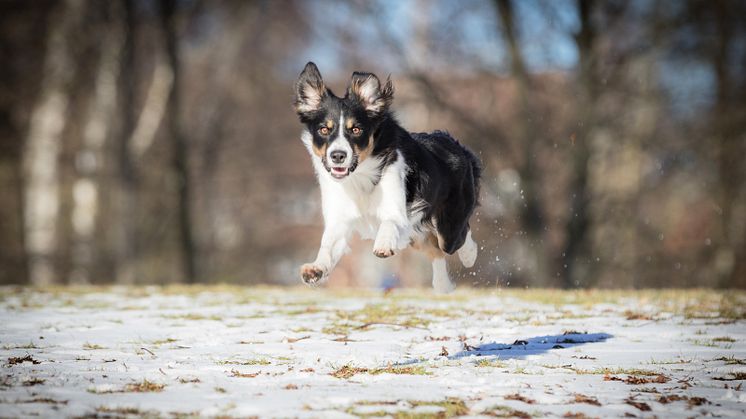 Border collie kontorshund 