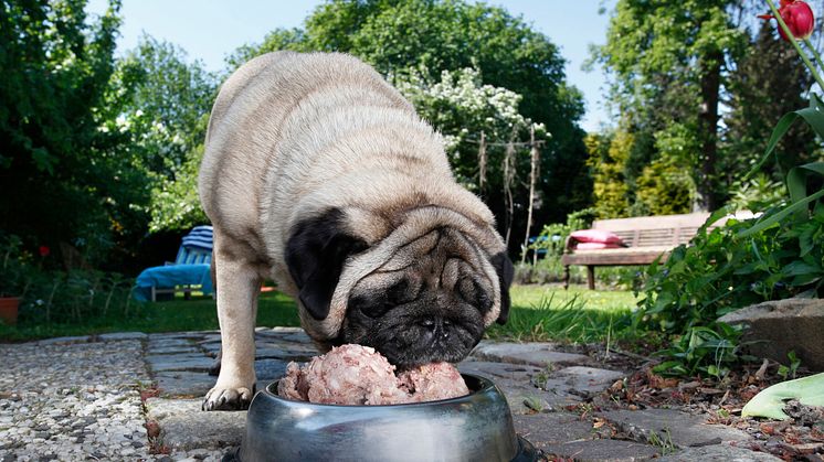 Hund beim Fressen 1