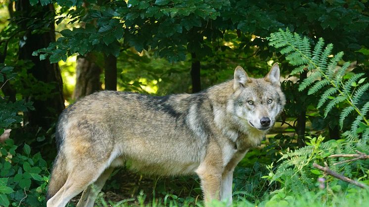 Länsstyrelsen har beslutat om skyddsjakt på en varg i Svärdsjö, Falu kommun