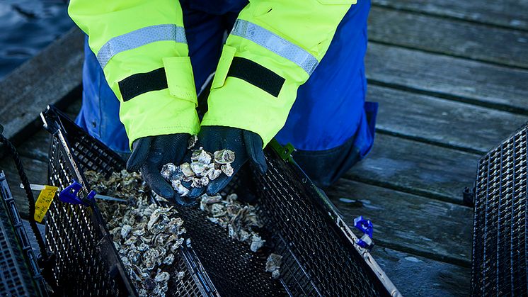 Ostronyngel, både inhemska platta ostron och stillahavsostron, som ska sättas ut vid odlingsanläggningen.