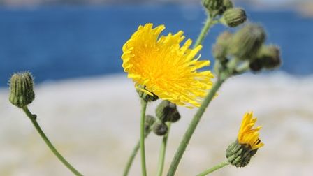 SKR inbjuder till aktion ”fasta för klimatet”