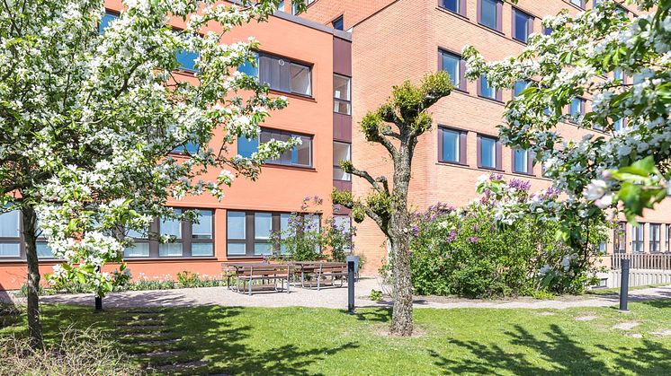 Grönytor – livliga oaser i stadsmiljön