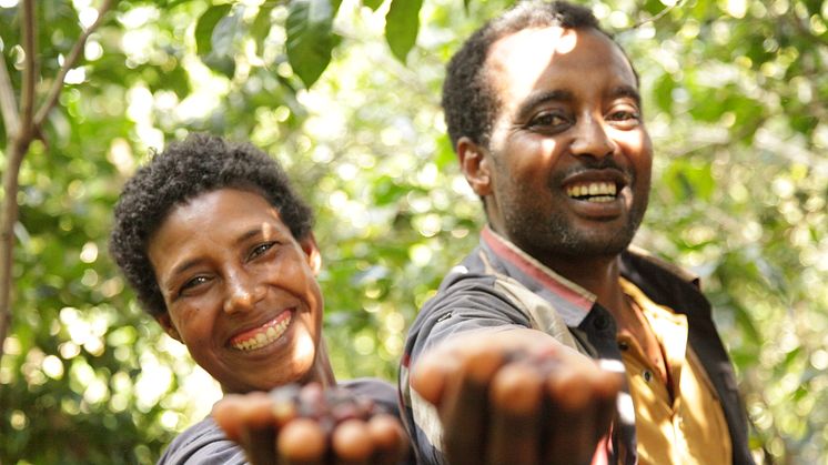 Det nya utvecklingsprojektet når 2 500 småskaliga kaffeodlare i Etiopien.