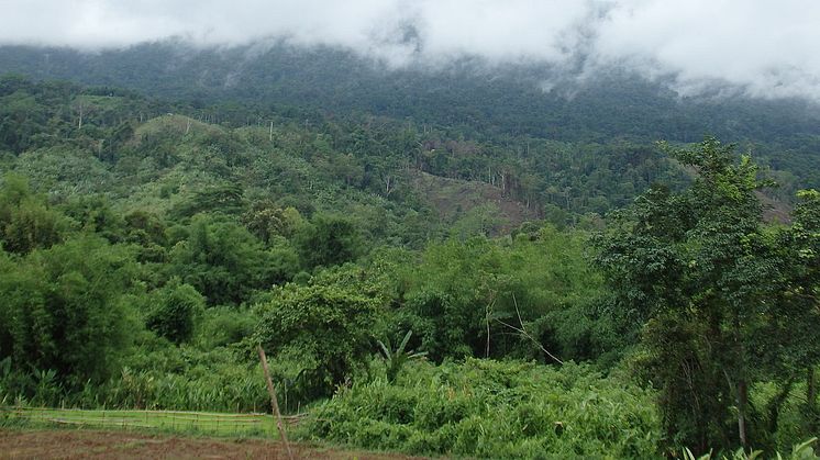 Siden 2010 har Myanmar - et af kun fire lande i verden, hvor teaktræer gror naturligt - mistet mere end 1,3 millioner hektar skov årligt. Foto: Regnskov i Myanmar. Creative Commons. 