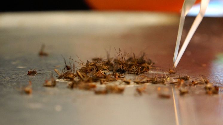 Bilden föreställer myggor som samlats in genom myggstudien som pågått sedan 2019.