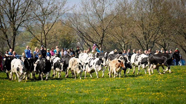 Skånemejerier ställer in medverkan i kosläpp på grund av coronaviruset