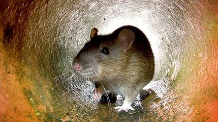 Råttor i avloppen, ett växande problem