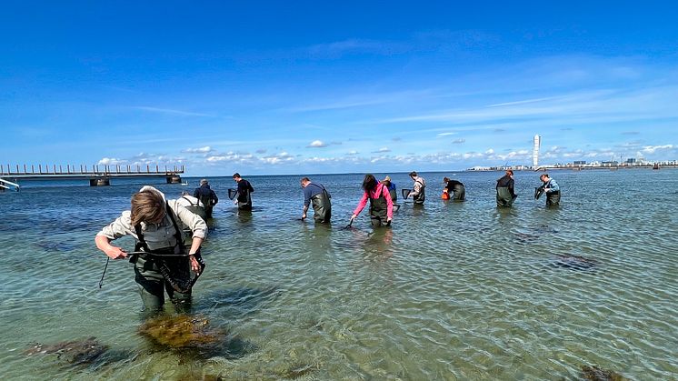 Artjakt på Ribban – Malmös första Bioblitz