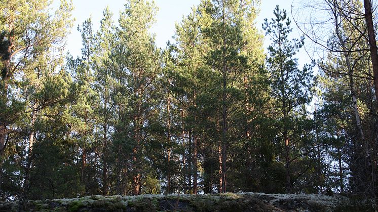 Whole-Rotation Carbon Budgets in Swedish forests