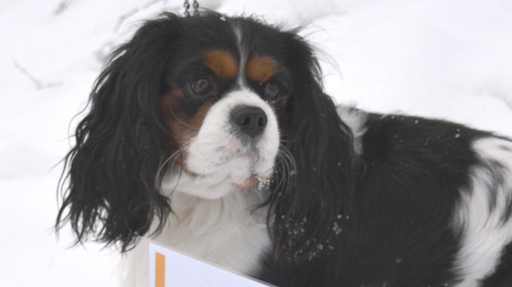 Skellefteås nya hundpromenad i elljus är klar