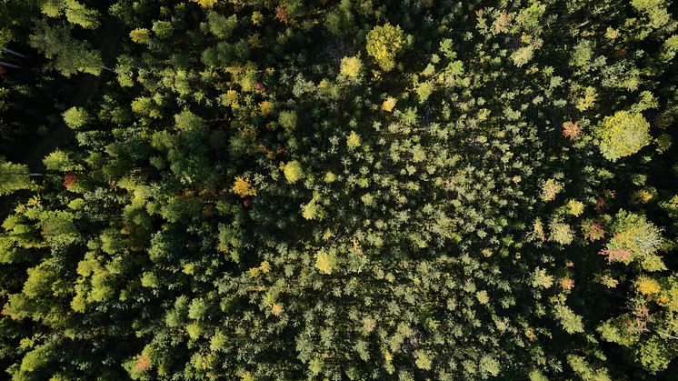 STIHL styrker bærekraftstiltakene med kutt i energiforbruk og CO2-utslipp