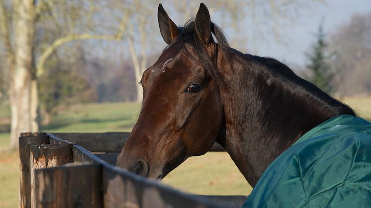 Bergsåker, Solvalla, Vincennes - en travhelg i världsklass