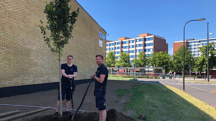 Wihlborgs planterar 1 av de 32 träd de ska plantera i Helsingborg. Bild: Helsingborgs stad