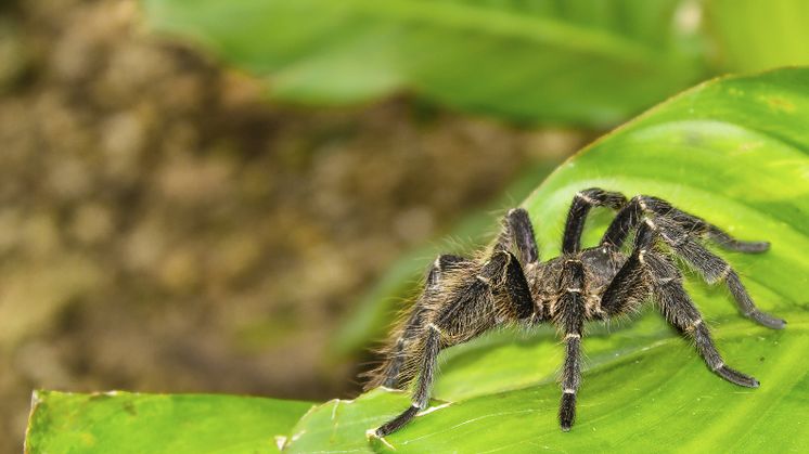 EXPERT COMMENT: The captivating “personalities” of the animal stars in I’m A Celebrity… Get Me Out Of Here!