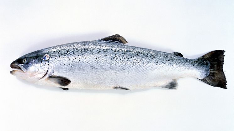 Salmon Noruego