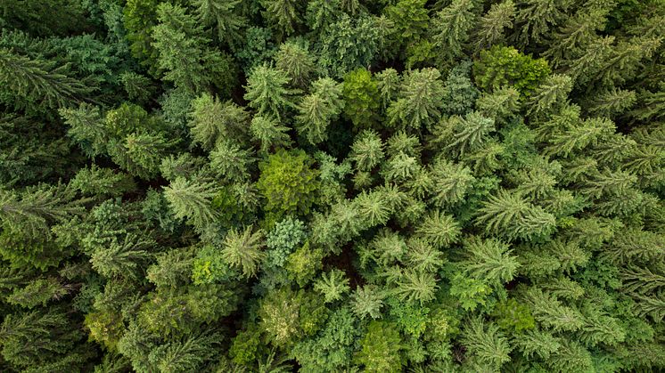 Texture of Green Fir Trees