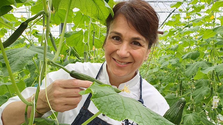 Alexandra Zazzi på besök hos Vikentomater i västra Skåne, där hon skördar gurka.