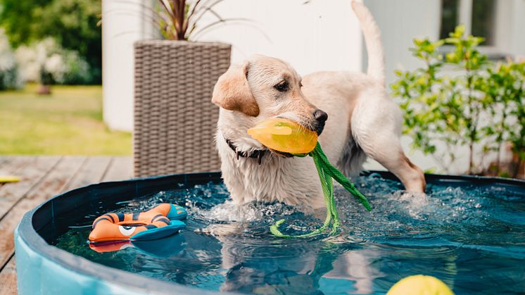 Svalkande sommarnyheter för hund och katt