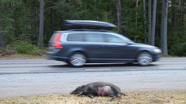 Olyckorna ökar med vildsvin!