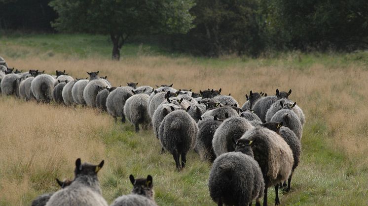 Köp inte in problem i fårflocken