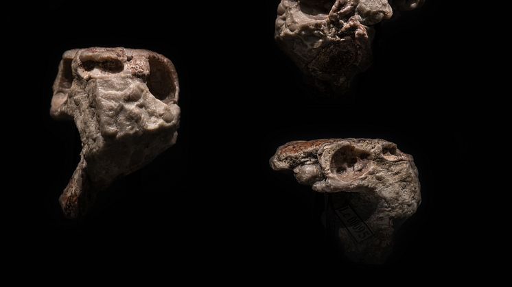 Den fossila skallen av Radotina sett rakt framifrån (till vänster), från vänster sida (uppe till höger) och från höger sida (längst ner till höger). Foto: Vít Lukáš, National Museum, Prague