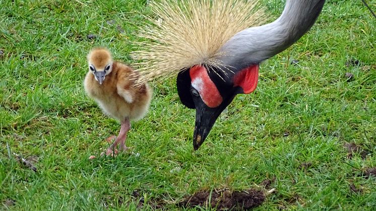 Grauhals-Kronenkranich mit Küken in der Kiwara Savanne - Foto: Zoo Leipzig