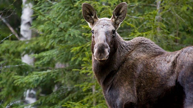 2017-11-21 Viltförvaltningen – dags för gemensamt ansvar (Foto: fotoakuten.se)