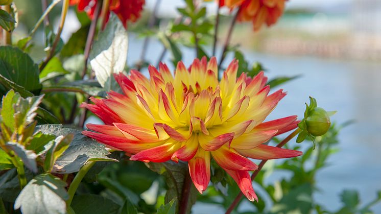 Dahlia blommar fin i augusti.