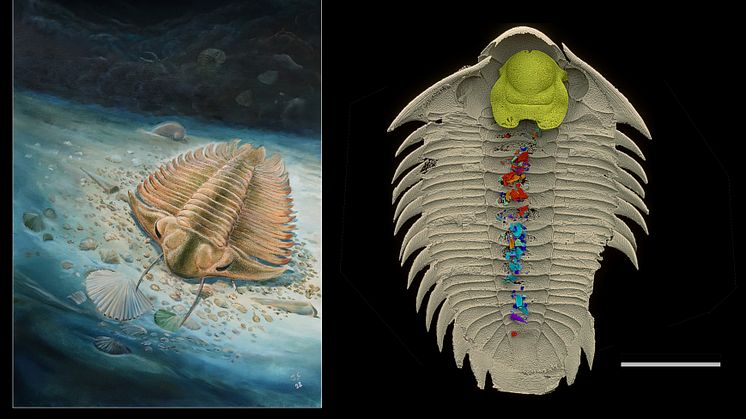 Till vänster: Trilobiten Bohemolichas incola letar föda ögonblicket innan den begravs i ett gyttjeskred. Illustration: Jiri Svobodas. Till höger: Samma trilobit med bevarat maginnehåll. Bild: Valéria Vaškaninová. From Kraft et al. Nature (2023).