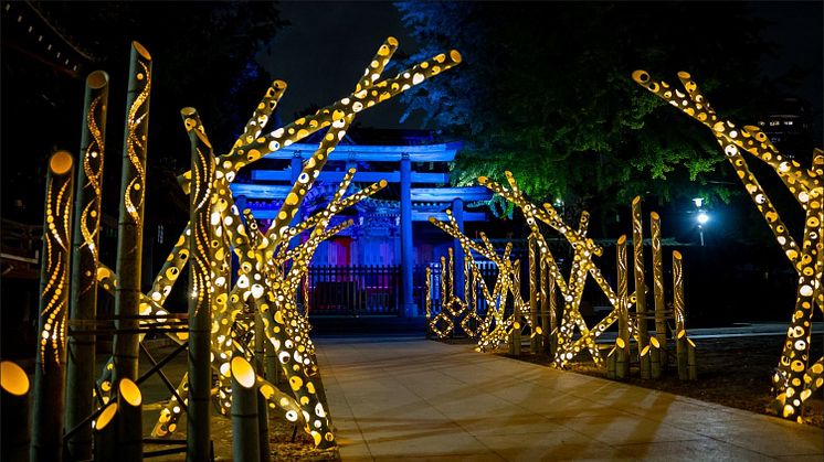 Bamboo Lighting at Ushijima Shrine